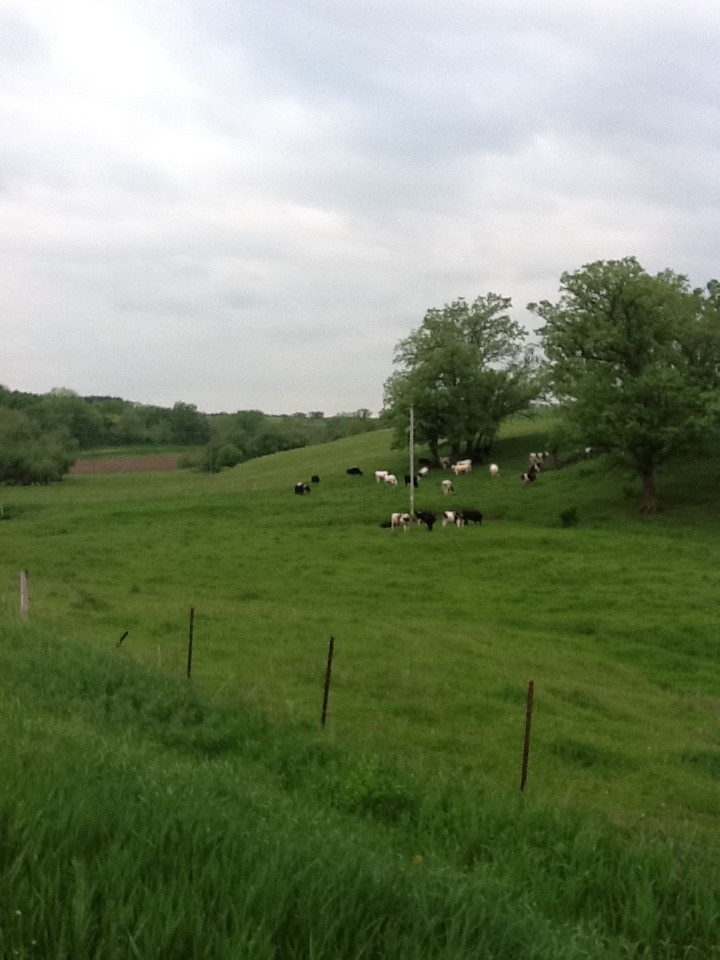 Cows Grazing in Wisconsin